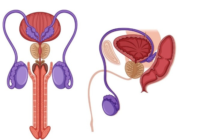 best balanitis treatment in New Delhi