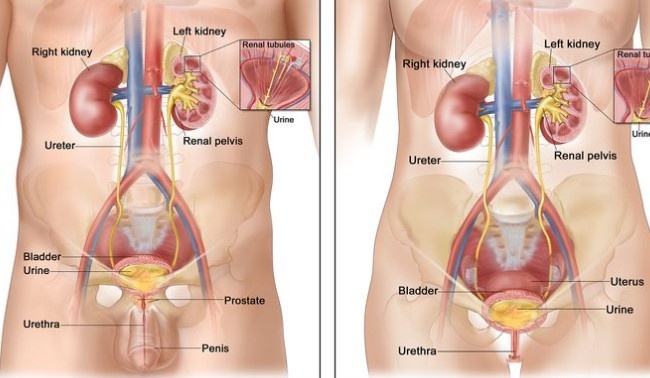 Best Urethral Cancer Specialist in Noida