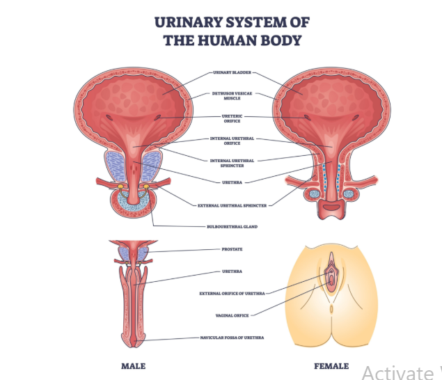 Male vs Female Urinary Tract Anatomy